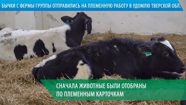 Бычки с фермы ГК «Агропромкомплектация» отправились на племенную работу в Удомлю смотреть онлайн