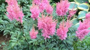 Астильба.  Выбор сортов и агротехника
