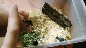 Содержание живородящей ящерицы. Вопросы к подписчикам:)