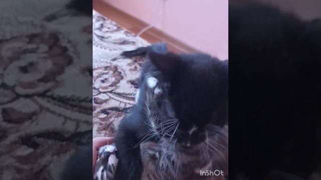 Нашли в подъезде малышей. смотреть онлайн