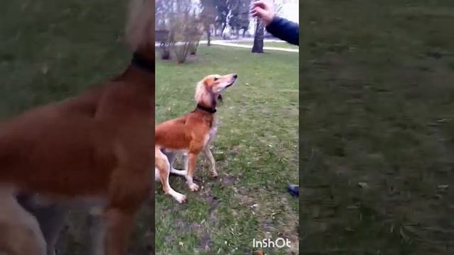 Салюки кто они, вы не знаете? Значит смотрите этот развлекательный видео материал. смотреть онлайн