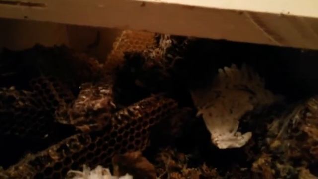 Выращивание восковой моли в квартире смотреть онлайн