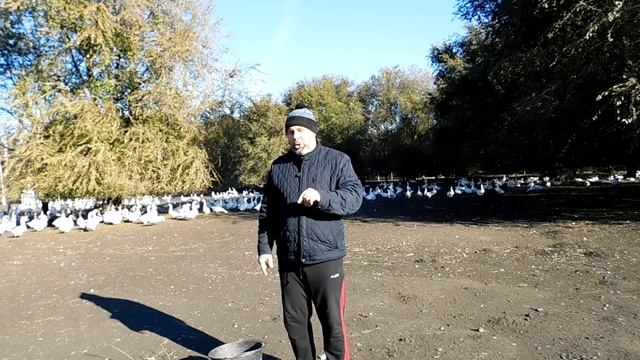 Кому нужны гусята зимой?//Проблемы зимней яйцекладки у гусей// смотреть онлайн