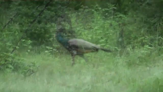 Kara Sun birding in India, first time,Thattekkad,Rajasthan (very low quality) смотреть онлайн