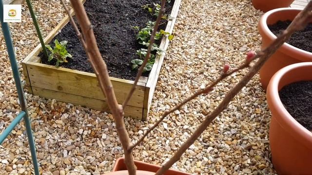 Early spring garden tour March 2022 UK/ Spring blooms/ Fruit trees/ Autumn sown vegetables смотреть онлайн