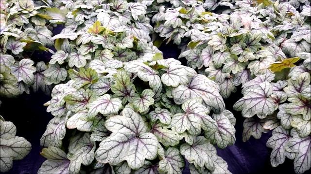 Best Perennials - X Heucherella 'Pink Fizz' (Foamy Bells)