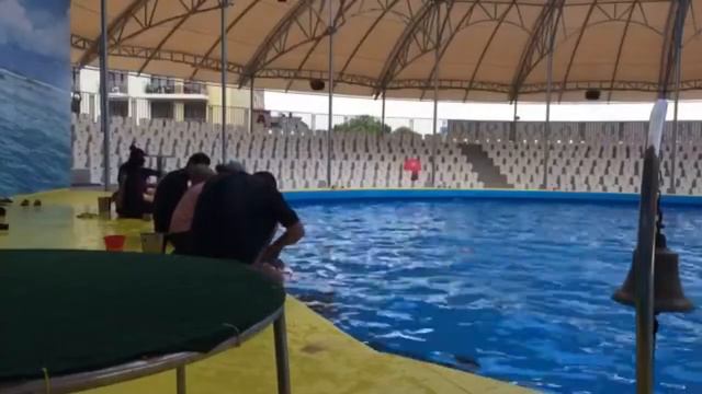 Дельфинотерапия в Витязево. смотреть онлайн