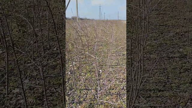 Саженцы черешни подвой всл 2 .  0968892959