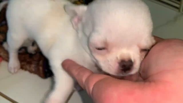 Всем доброго вечера и прекрасных снов. смотреть онлайн