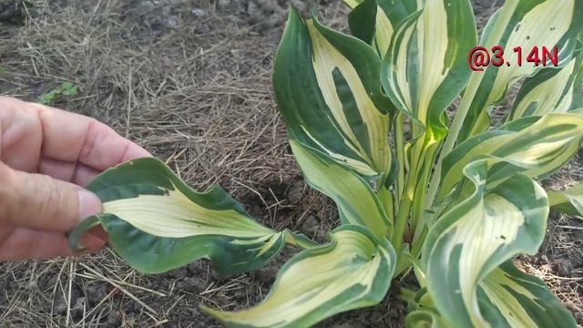 ☘️хоста Bullfrog#petrnovar #запорожье #hostas #хосты