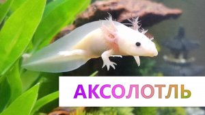 Аксолотль - Содержание и лечение