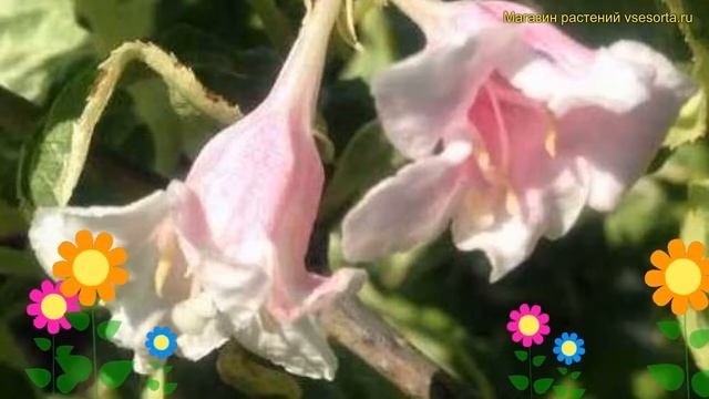 Вейгела цветущая Карикатура. Краткий обзор, описание характеристик weigela florida Caricature смотреть онлайн