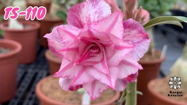 TS-110 - www.RangelAdenium.com.Br смотреть онлайн