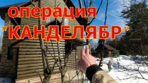 как обрезать запущенную колонновидную яблоню, растущую КАНДЕЛЯБРОМ