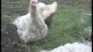 Чем кормить индюков?