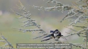 Шикарная песня Ирины Ковальски