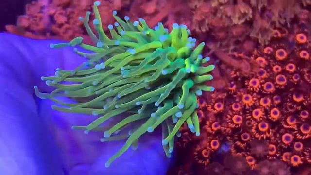 Euphyllia Holy Grail LPS Coral Эксклюзивные виды кораллов. Интернет магазин REEF EXCLUSIVE смотреть онлайн
