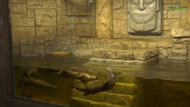 Спустя 8 месяцев в местный океанариум смогли добраться редкие краснокнижные выдры смотреть онлайн