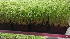 МИКРОЗЕЛЕНЬ ГОРОХ - КАК ВЫРАСТИТЬ | КАК ПОСАДИТЬ - ВЫРАЩИВАНИЕ | ПРОРАСТИТЬ НА МИКРОЗЕЛЕНЬ ГОРОШЕК