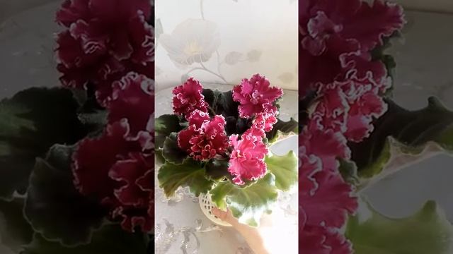 Фиалка ЛЕ-Взбитые сливки спорт смотреть онлайн