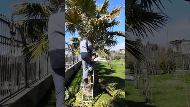 Профессиональная обрезка пальм Вашингтоний смотреть онлайн