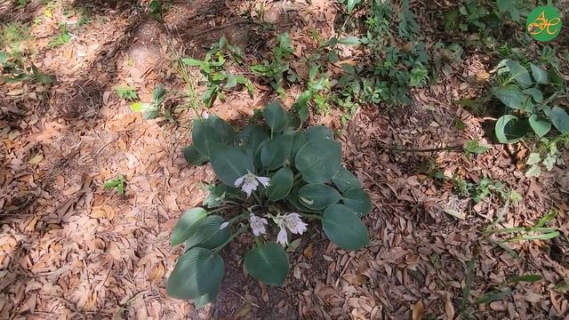 A Moment with Hosta (June) смотреть онлайн