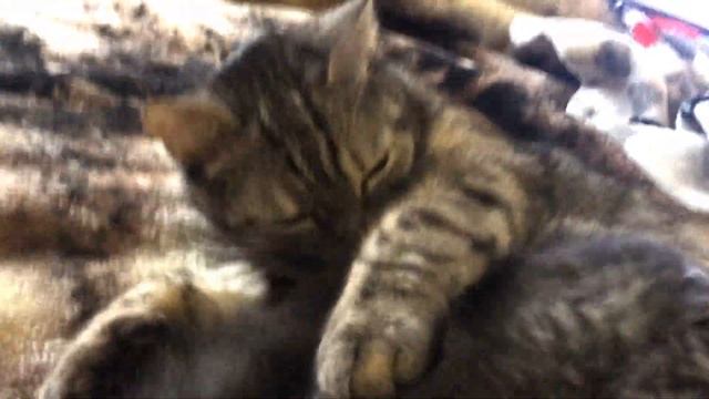 Кормление котят / Кошка "Хамса" и её 3 мальчика и 1 девочка / желудок у котёнка меньше напёрстка смотреть онлайн