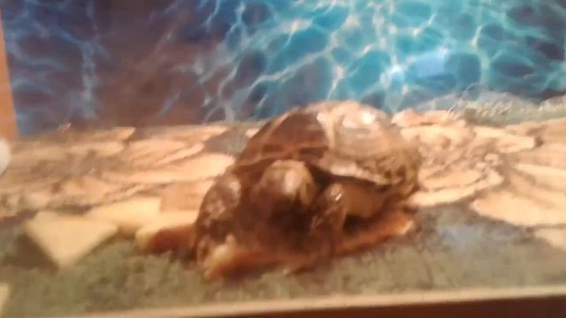 Моя среднеазиатская черепаха смотреть онлайн