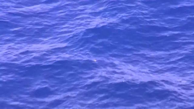 Лучшие летучие рыбы смотреть онлайн