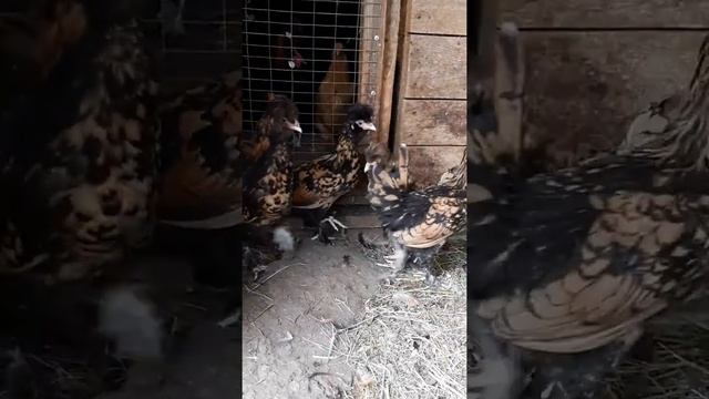 Бородатые куры! смотреть онлайн