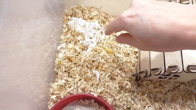 ПОДАРОЧЕК И КРЫСА Лариска ПЕРЕЕЗЖАЮТ / Хомки и МЫШКИ / У СТРЕЛКИ ОСТАЛАСЬ ВАВКА / Alisa Easy Pets смотреть онлайн
