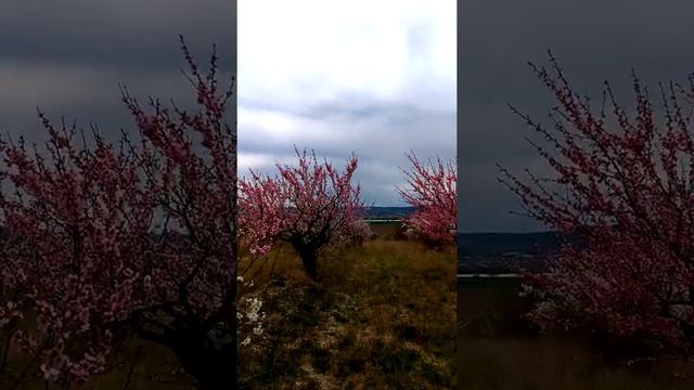 Крым, персиковые сады. Где самый красивый сад? смотреть онлайн