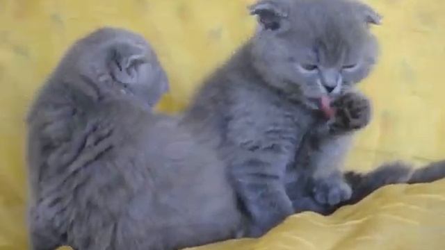 Шотландские вислоухие братики Ксаймон и Ксандр смотреть онлайн