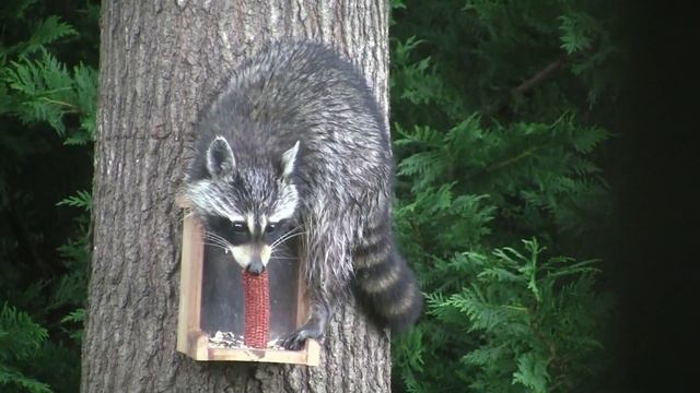 Very Hungry Raccoon raids squirrel feeder смотреть онлайн