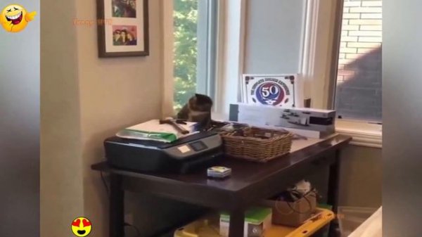 Random Funny Videos |Try Not To Laugh Compilation | Cute People And Animals Doing Funny Things #M50