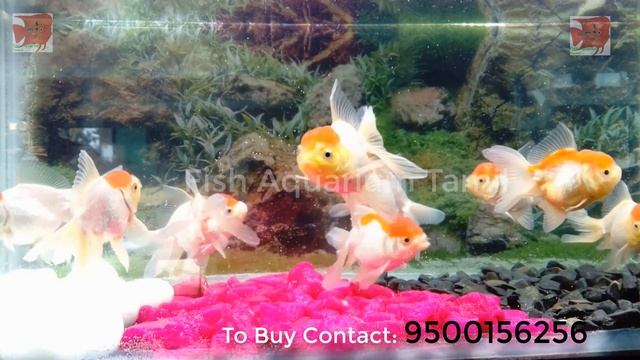 Redcap goldfish beautiful collection / Fish Aquarium Tamil смотреть онлайн