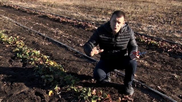 Страшны ли заморозки на винограднике осенью??? смотреть онлайн