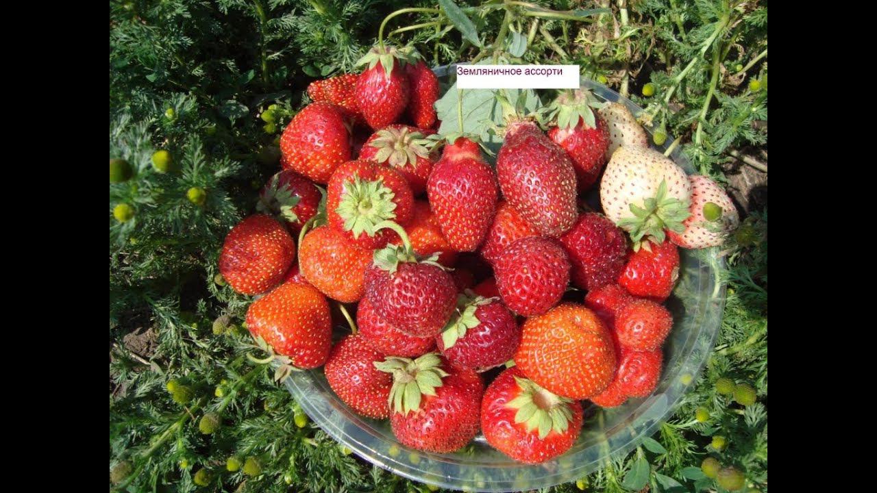 УХОД ЗА КЛУБНИКОЙ ВЕСНОЙ , ЧЕМ ПОДКОРМИТЬ И ОБРАБОТАТЬ КЛУБНИКУ ВЕСНОЙ смотреть онлайн