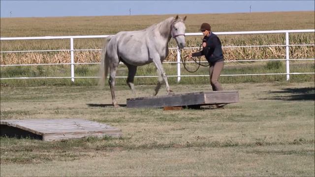Solozar (Solstice x FVF Kashmir) смотреть онлайн