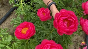 Розово-коралловый пион CYTHEREA / Сад Ворошиловой