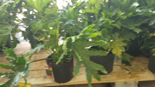 SHOPPING FOR FLOWERS⚘🌷🌸🌼🌻🌺🥀🌹 смотреть онлайн