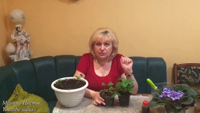Вьющаяся клубника (земляника)-миф или реальность.. смотреть онлайн