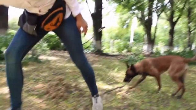Лучшие упражнения для задних лап собаки. Догфитнес в домашних условиях смотреть онлайн