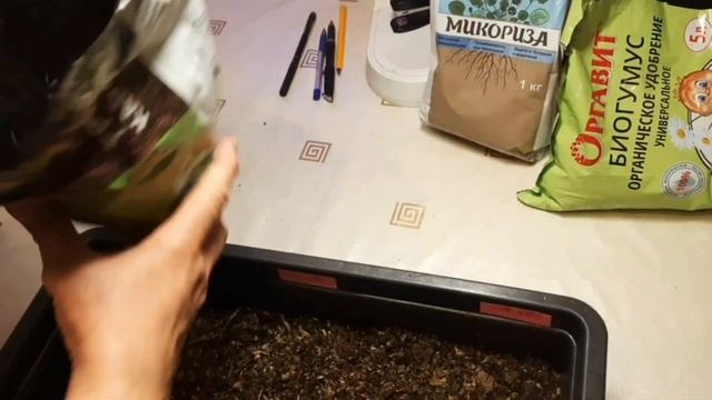 Выращивание ранней капусты. Как вырастить рассаду холодолюбивого и светолюбивого растения? смотреть онлайн