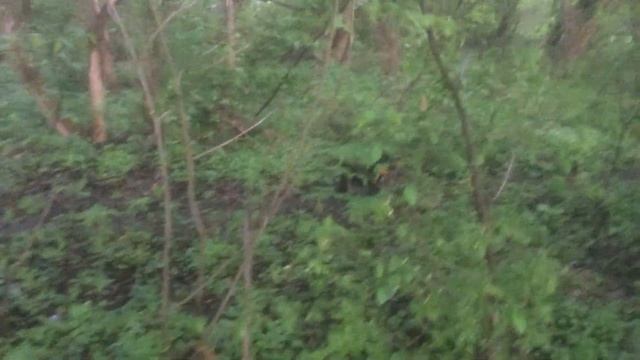 Воспитание щенка лайки Первые выходы в лес смотреть онлайн