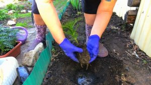 Тайшаны в грунт и в горшочки