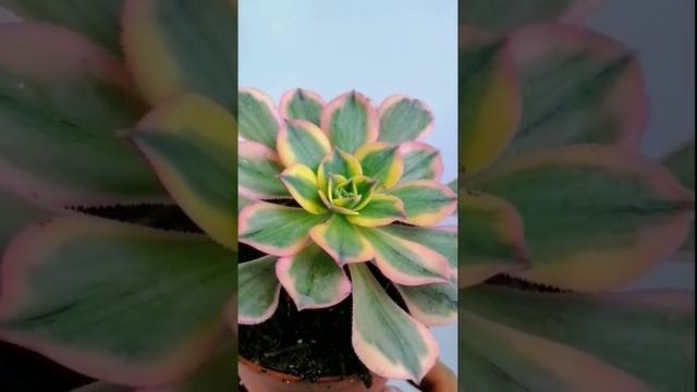 aeonium sunburst donsuculento смотреть онлайн