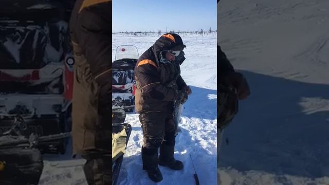 Не нормальное явления поймал рыбу ,,Кижуч,, смотреть онлайн