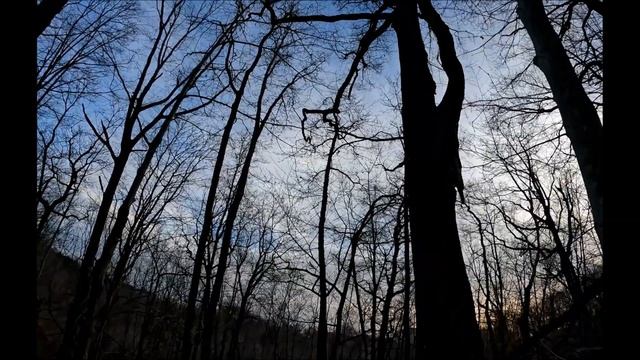 Очередная охота на вяхиря (лесного голубя). Готовим птицу. Наш фирменный рецепт приготовления вяхир смотреть онлайн