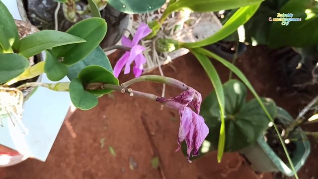 Guarianthe bowringiana e Cattleya walkeriana polinizadas смотреть онлайн